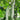 'Yanbai No.7' Long Green-and-white Cucumber Hybrid Seeds, 1g