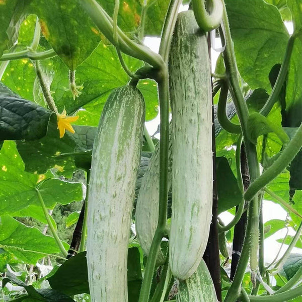 'Yanbai No.7' Long Green-and-white Cucumber Hybrid Seeds, 1g
