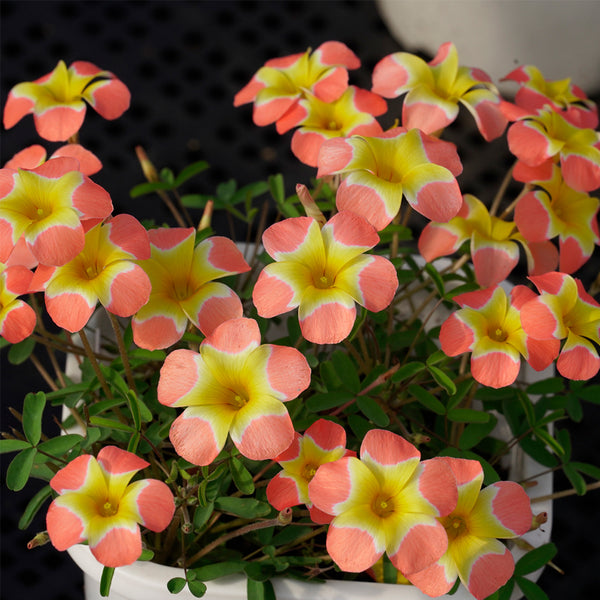 Oxalis obtusa Series Bulb - 'Pale Yael', 2 Bulbs
