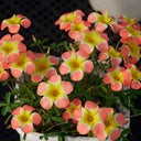 Oxalis obtusa Series Bulb - 'Pale Yael', 2 Bulbs