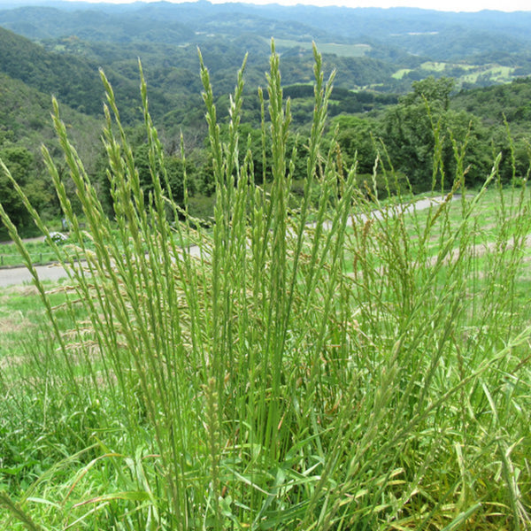 Fairy Green Perennial Ryegrass Seeds, 200g