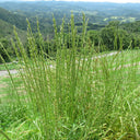 Fairy Green Perennial Ryegrass Seeds, 200g