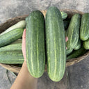 'Bixiu' F1 Fruit Cucumber, 30 Seeds