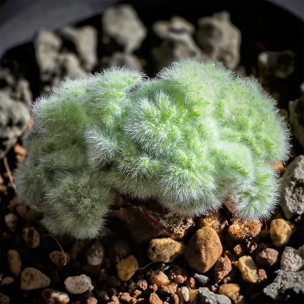 TD002 Pelargonium appendiculatum, 1 Dormant Tuber