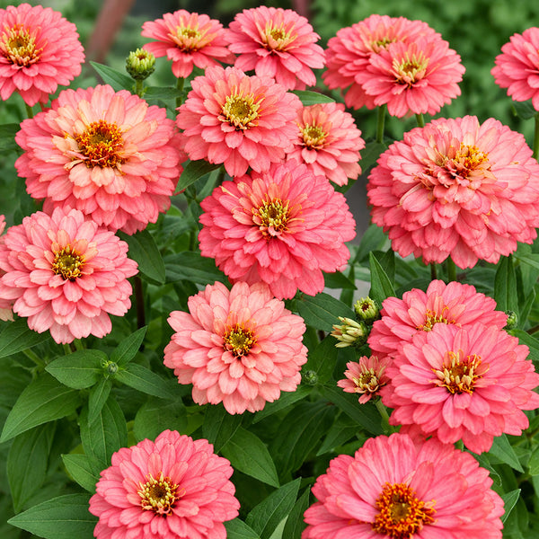 W1336 Double Zahara Salmon Zinnia, 5 Seeds