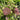 Chocolate Lace Flower, 100 Seeds