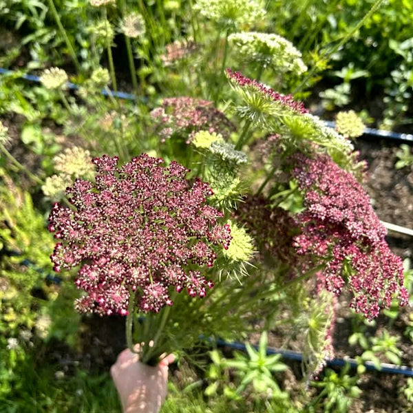 Chocolate Lace Flower, 100 Seeds