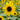 Yellow Rose Sunflower Seeds, 2g