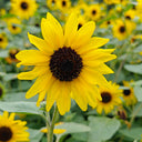Yellow Rose Sunflower Seeds, 2g