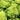 Green Romanesco, 10 Coated Seeds