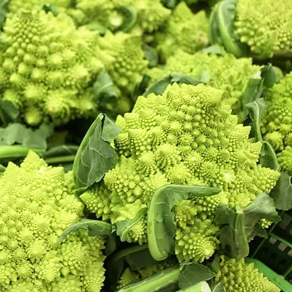 Green Romanesco, 10 Coated Seeds