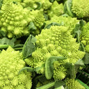 Green Romanesco, 10 Coated Seeds