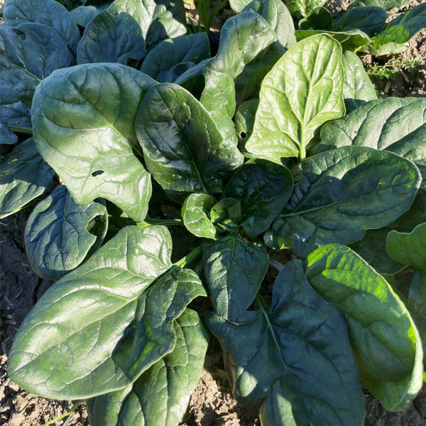 Shengdanbo 3108 Prostrate Spinach Seeds, 20g