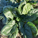 Shengdanbo 3108 Prostrate Spinach Seeds, 20g