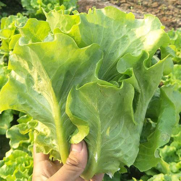 Emerald Crisp' Lettuce Seeds, 10g