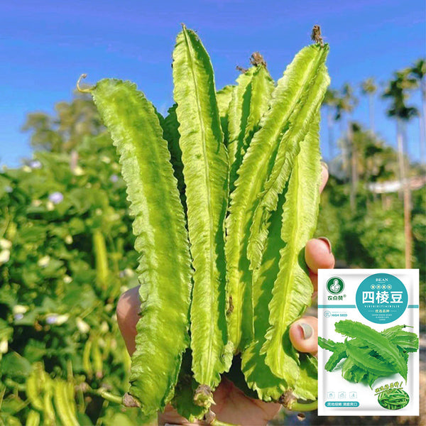 'Nongdianzan' Winged Bean, 10 Seeds