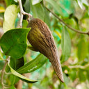 Gurmar, 20 Seeds