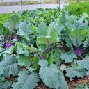 U2616 Purple Fruit Kohlrabi F1, 5 Grams ≈ 800 Seeds