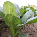 'Jiaoyan' Small Pak Choi Seeds, 10g