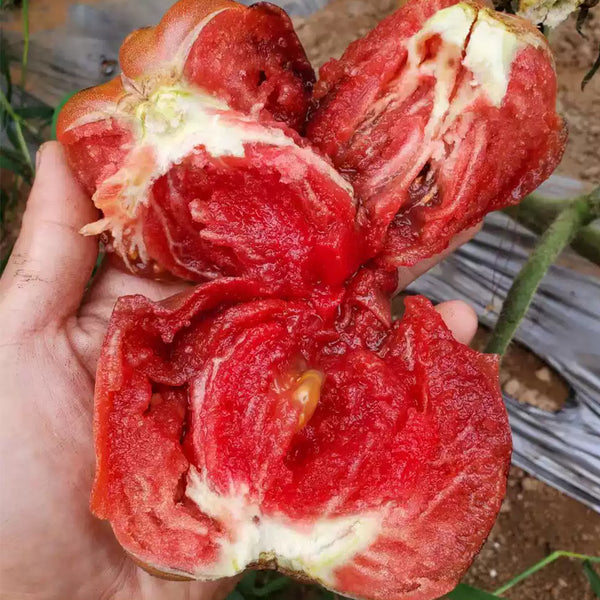 244 Elena's Amethyst Heart Tomato, 5 Seeds