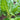 White-stemmed Leaf Beet Seeds, 5g