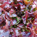 Red Maple Oak Leaf Purple Lettuce Seeds, 5g