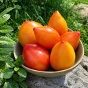 208 Dwarf Sunkissed Peach Tomato, 5 Seeds