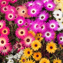 Trailing Ice Plant (Lampranthus spectabilis) Seeds, 200 Seeds