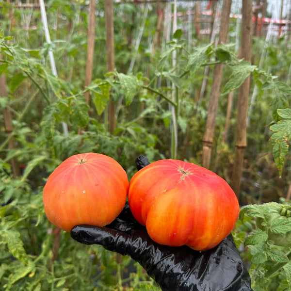 'Fairytale' Tomato Seeds, 5 Seeds