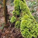 White Cushion Moss Seeds, 500 Seeds