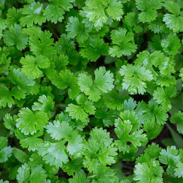 Italian Giant Parsley, 100 Seeds