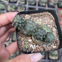 Tephrocactus bonnieae, 2-3cm