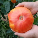 Northern Lights Tomato Seeds, 5 Seeds
