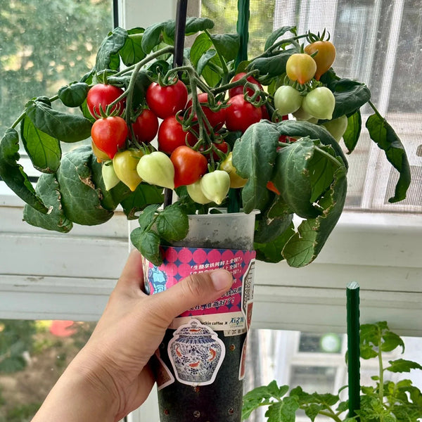 'Evita' Mini Potted Tomato Seeds