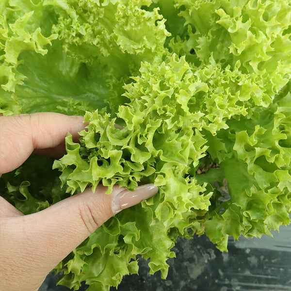 'Dasusheng' Lettuce Seeds, 10g