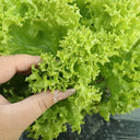 'Dasusheng' Lettuce Seeds, 10g