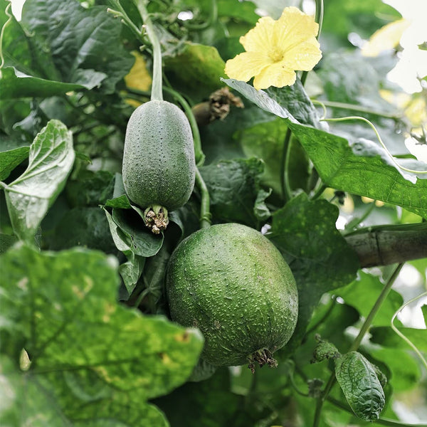 Apple Luffa Seeds, 6 Seeds