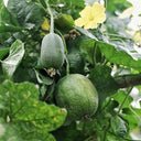 Apple Luffa Seeds, 6 Seeds