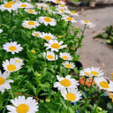 White Crystal Daisy Seeds, 1 Gram ≈ 1600 Seeds