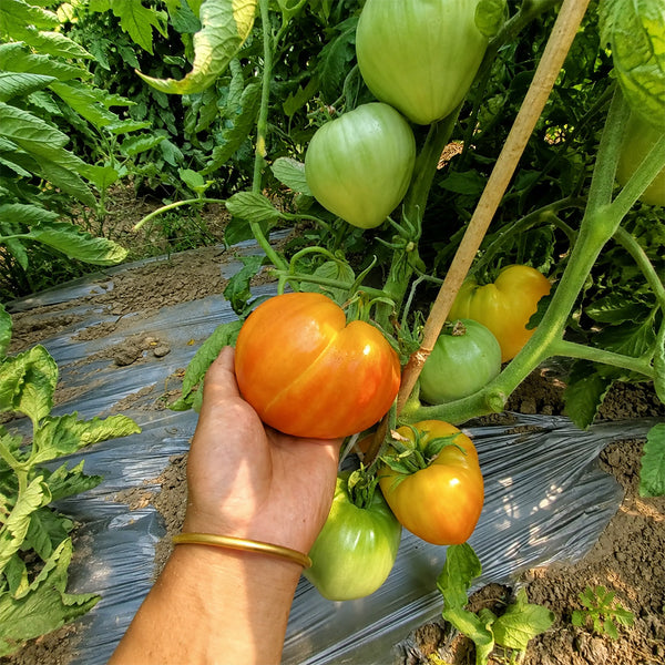 678 Royal Heart Tomato, 5 Seeds