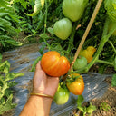678 Royal Heart Tomato, 5 Seeds