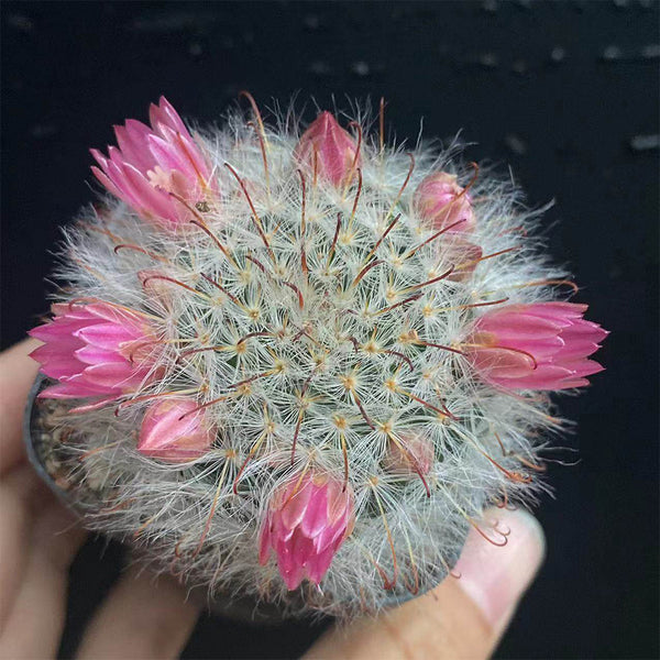 Mammillaria bocasana, 3-4cm