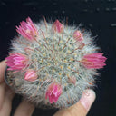 Mammillaria bocasana, 3-4cm