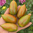 1075 Moldovan Camouflage Tomato, 5 Seeds
