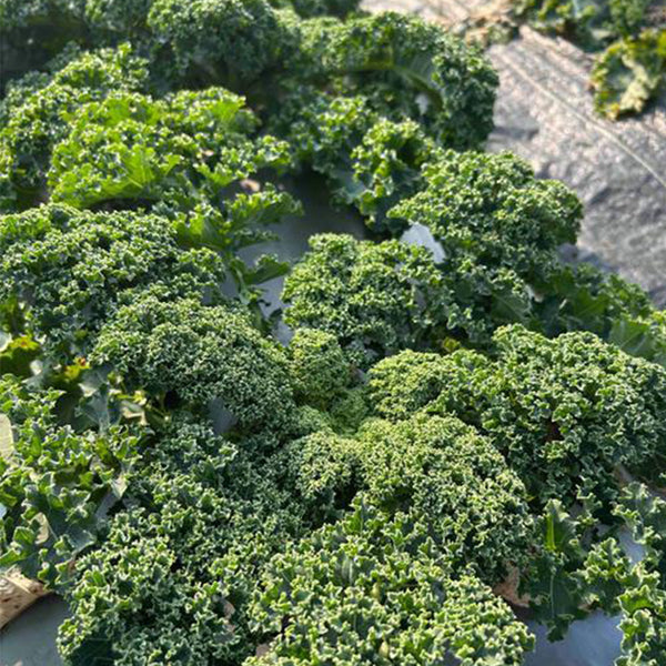 Curly Kale Seeds, 200 Seeds