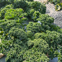 Curly Kale Seeds, 200 Seeds