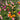 Double Flowered Mix Moss Rose, 5000 Seeds