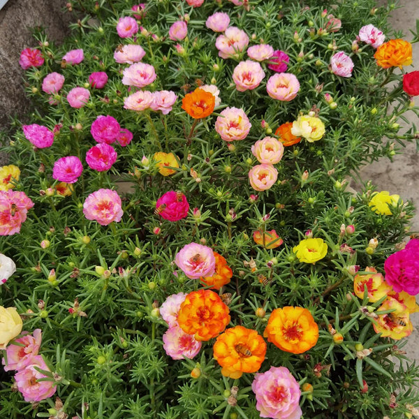 Double Flowered Mix Moss Rose, 5000 Seeds