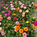 Double Flowered Mix Moss Rose, 5000 Seeds