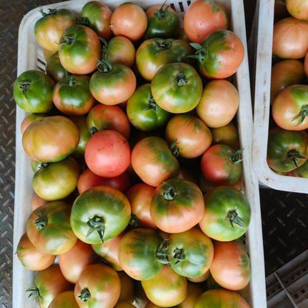 Sweet Heart Fruit Tomato, 100 Seeds